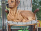 Собаки, щенки Родезийский риджбек, цена 123456 Грн., Фото