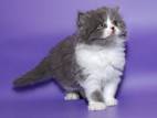 Кішки, кошенята Highland Fold, ціна 2500 Грн., Фото