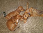Собаки, щенки Гладкошерстная кроличья такса, цена 400 Грн., Фото