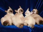 Кішки, кошенята Меконгській бобтейл, ціна 200 Грн., Фото