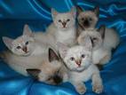 Кішки, кошенята Меконгській бобтейл, ціна 200 Грн., Фото