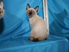 Кошки, котята Меконгский бобтейл, цена 200 Грн., Фото