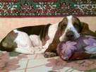 Собаки, щенята Бассет, ціна 3500 Грн., Фото