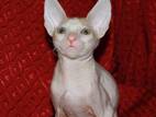 Кошки, котята Корниш-рекс, цена 5000 Грн., Фото