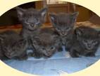 Кішки, кошенята Російська блакитна, ціна 800 Грн., Фото