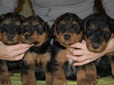 Собаки, щенята Ердельтер'єр, ціна 5000 Грн., Фото
