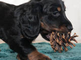 Собаки, щенята Довгошерста такса, ціна 3000 Грн., Фото