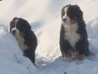 Собаки, щенята Гірський собака Берна, ціна 5000 Грн., Фото