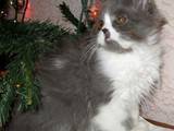 Кошки, котята Хайленд Фолд, цена 1500 Грн., Фото