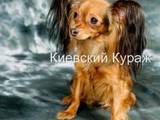 Собаки, щенки Русский длинношерстный тойтерьер, цена 8000 Грн., Фото