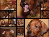 Собаки, щенята Родезійського ріджбек, ціна 10000 Грн., Фото