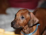 Собаки, щенки Родезийский риджбек, цена 10000 Грн., Фото