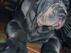 Собаки, щенята Мастіно неаполетано, ціна 5 Грн., Фото
