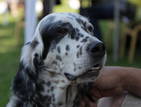 Собаки, щенки Английский сеттер, цена 2500 Грн., Фото