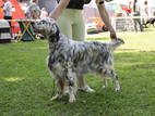 Собаки, щенята Англійський сетер, ціна 2500 Грн., Фото