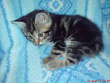 Кошки, котята Курильский бобтейл, цена 1399 Грн., Фото