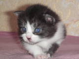 Кішки, кошенята Курильський бобтейл, ціна 800 Грн., Фото