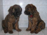 Собаки, щенки Бриар, цена 2000 Грн., Фото