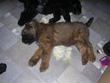 Собаки, щенки Бриар, цена 2000 Грн., Фото