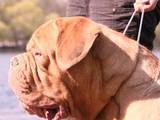 Собаки, щенята Англійська мастіф, ціна 1500 Грн., Фото