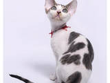 Кошки, котята Девон-рекс, цена 3200 Грн., Фото