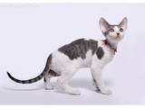Кошки, котята Девон-рекс, цена 3200 Грн., Фото