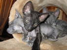 Кішки, кошенята Корніш-рекс, ціна 2400 Грн., Фото