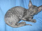 Кошки, котята Корниш-рекс, цена 2400 Грн., Фото