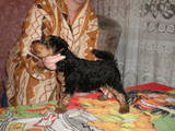 Собаки, щенята Вельштер'єр, ціна 2200 Грн., Фото
