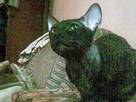 Кішки, кошенята Корніш-рекс, ціна 900 Грн., Фото