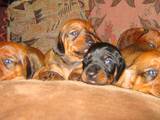Собаки, щенята Жорсткошерста такса, ціна 600 Грн., Фото