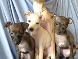 Собаки, щенки Левретка, цена 12345 Грн., Фото