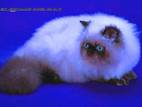 Кошки, котята Гималайская, цена 650 Грн., Фото