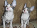 Кошки, котята Корниш-рекс, цена 2000 Грн., Фото
