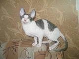 Кішки, кошенята Корніш-рекс, ціна 2000 Грн., Фото