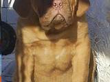 Собаки, щенята Бордоський дог, ціна 3000 Грн., Фото