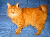 Кошки, котята Курильский бобтейл, цена 100 Грн., Фото
