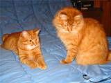 Кошки, котята Курильский бобтейл, цена 100 Грн., Фото