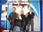 Собаки, щенки Мастино неаполетано, цена 15000 Грн., Фото