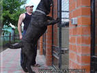 Собаки, щенята Мастіно неаполетано, ціна 15000 Грн., Фото