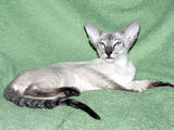Кошки, котята Сиамская, цена 500 Грн., Фото