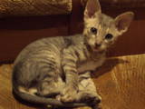 Кошки, котята Корниш-рекс, цена 1600 Грн., Фото