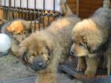Собаки, щенки Тибетский мастиф, цена 16000 Грн., Фото