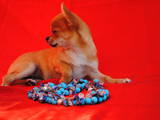Собаки, щенята Короткошерстний чивава, ціна 1600 Грн., Фото