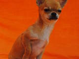 Собаки, щенята Короткошерстний чивава, ціна 1600 Грн., Фото