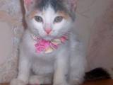 Кішки, кошенята Європейська короткошерста, ціна 30 Грн., Фото