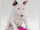Собаки, щенята Мініатюрний бультер'єр, ціна 15000 Грн., Фото
