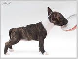 Собаки, щенята Мініатюрний бультер'єр, ціна 15000 Грн., Фото