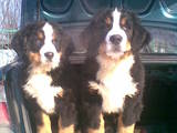 Собаки, щенки Бернская горная собака, цена 2000 Грн., Фото