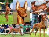 Собаки, щенята Фараонова собака, ціна 15000 Грн., Фото